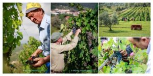 Tour do Chianti Simples – uma tarde ou manhã em meio aos vinhedos da toscana