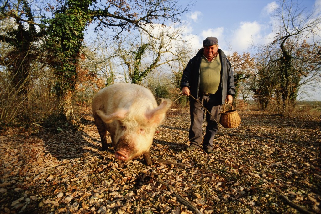 Trufas, ou Tartufo o caçador e como encontralas Passeios na Toscana