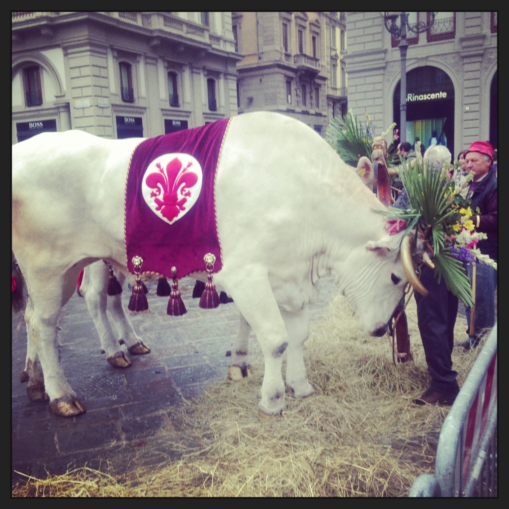 Chianina usada no desfile do Scoppio del Carro, na pasqua