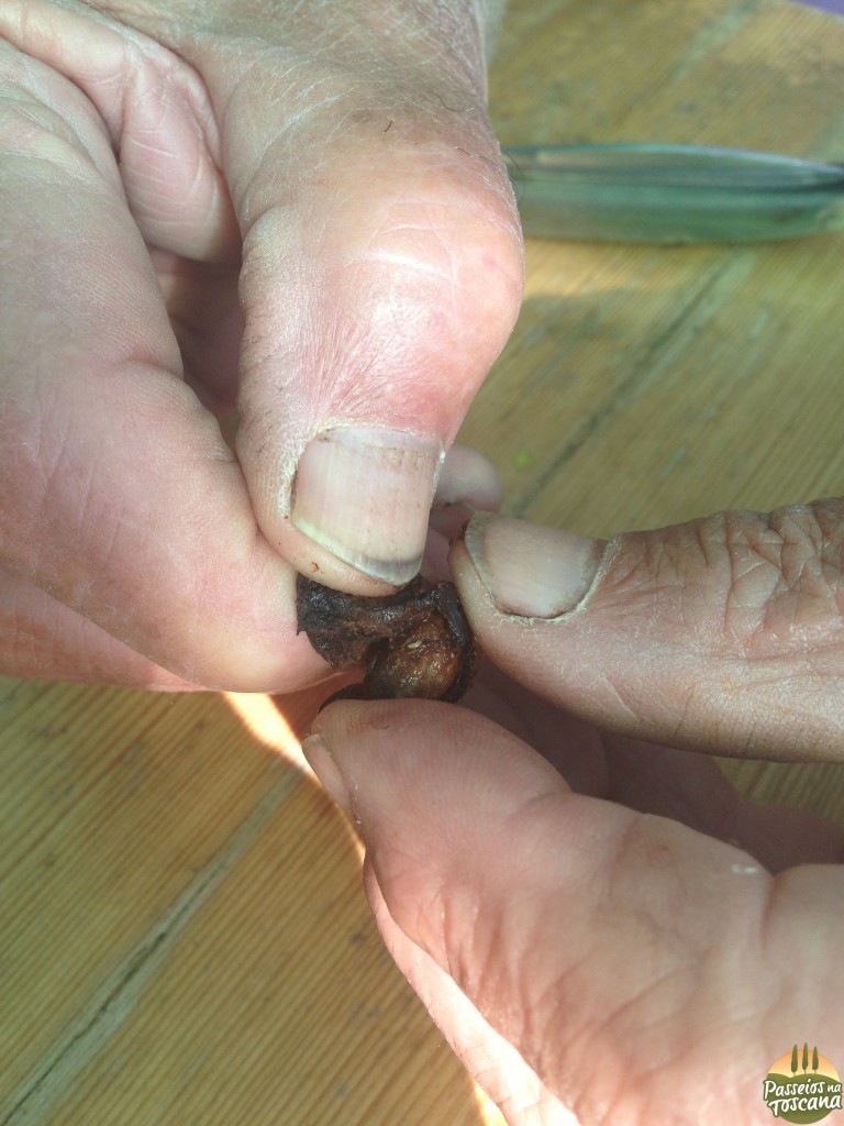 a larva é essa coisa branquinha ao interno da azeitona