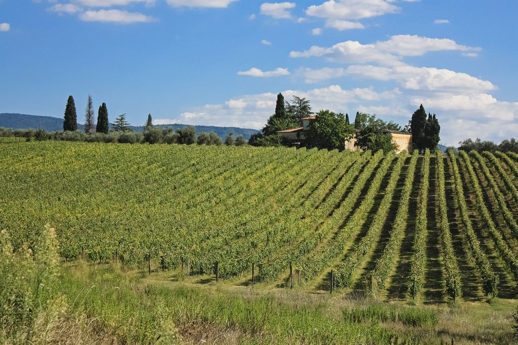 Conheça os vinhos da Toscana